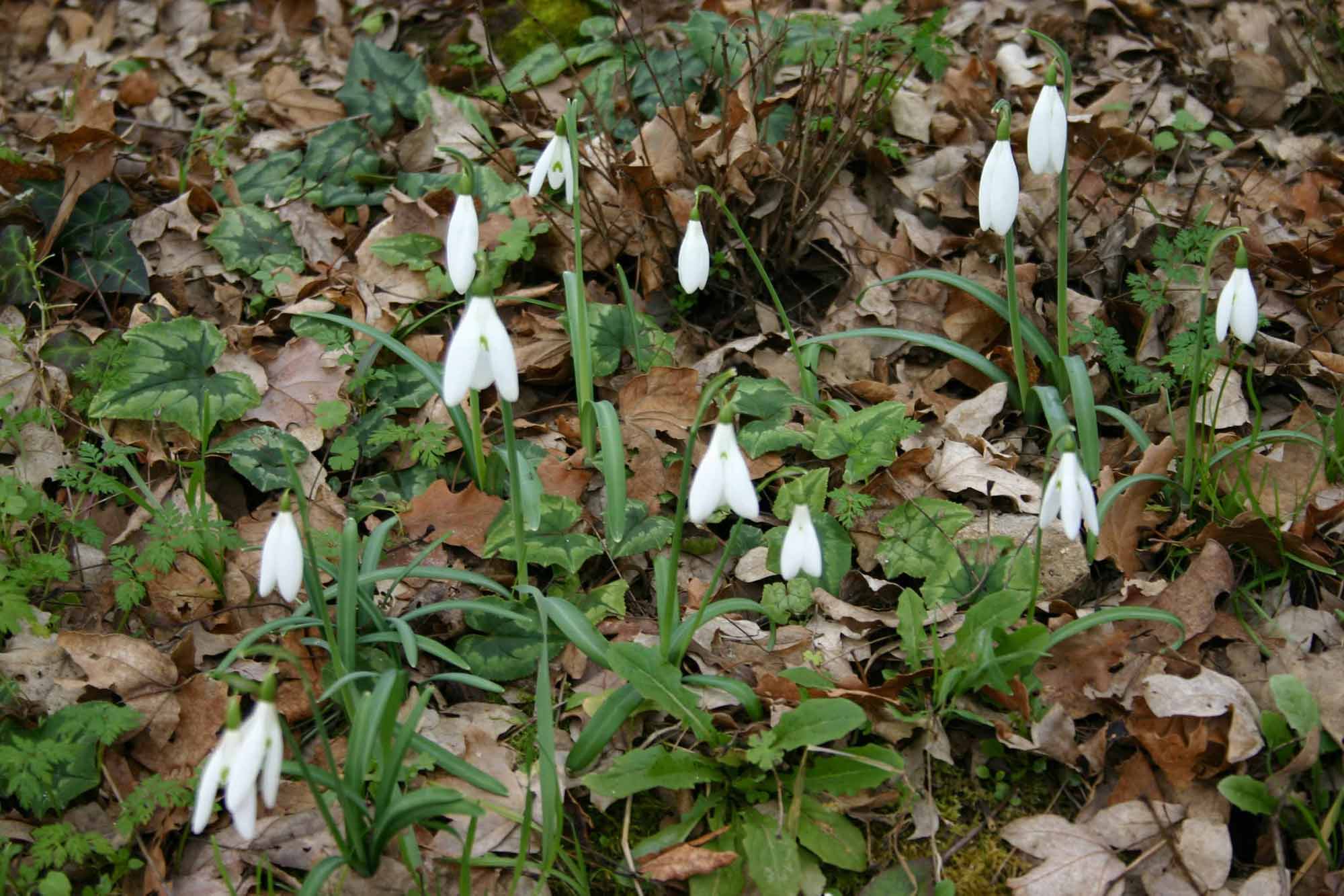 Galanthus nivalis / Bucaneve